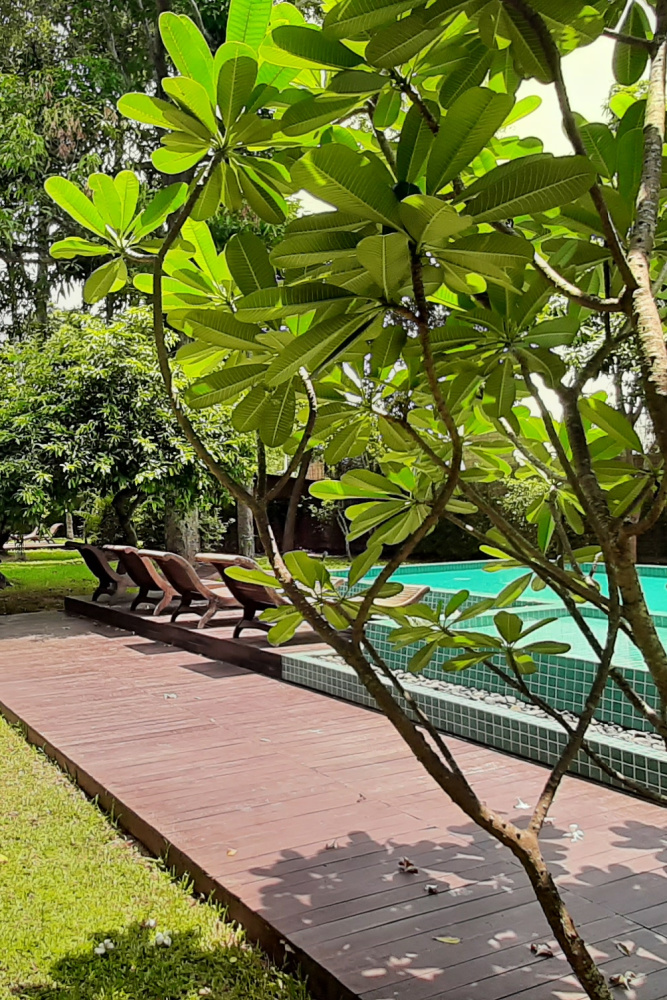 Sunny poolside deck surrounded by lush greenery and frangipani trees, offering a relaxing retreat in Siem Reap.