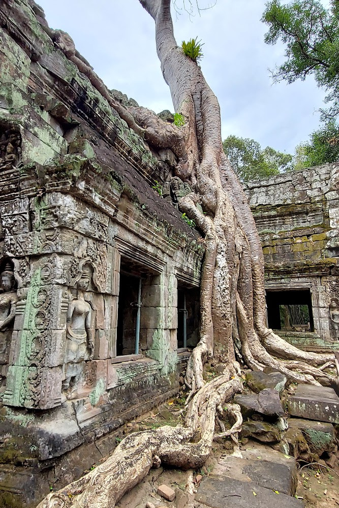 Ta Prohm Temple entwined with massive tree roots, creating a mystical atmosphere siem reap