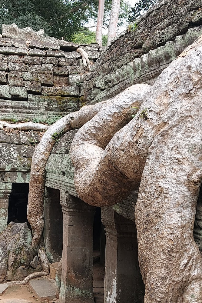 Ta Prohm Temple entwined with massive tree roots, creating a mystical atmosphere