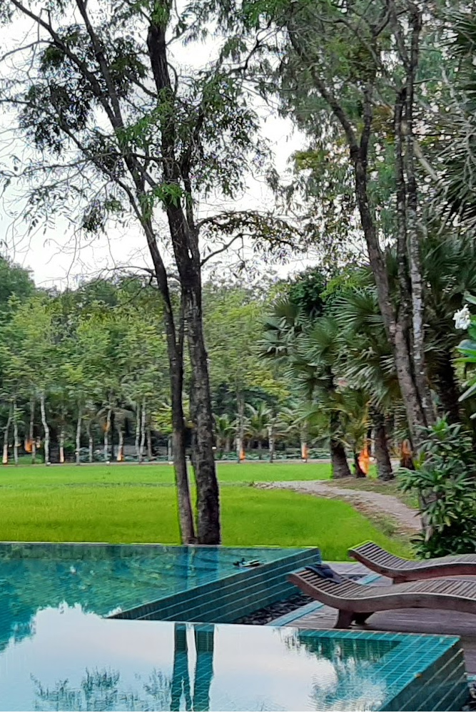 View of lush greenery and rice fields from a private villa pool at Mane Family Vacation Resort.