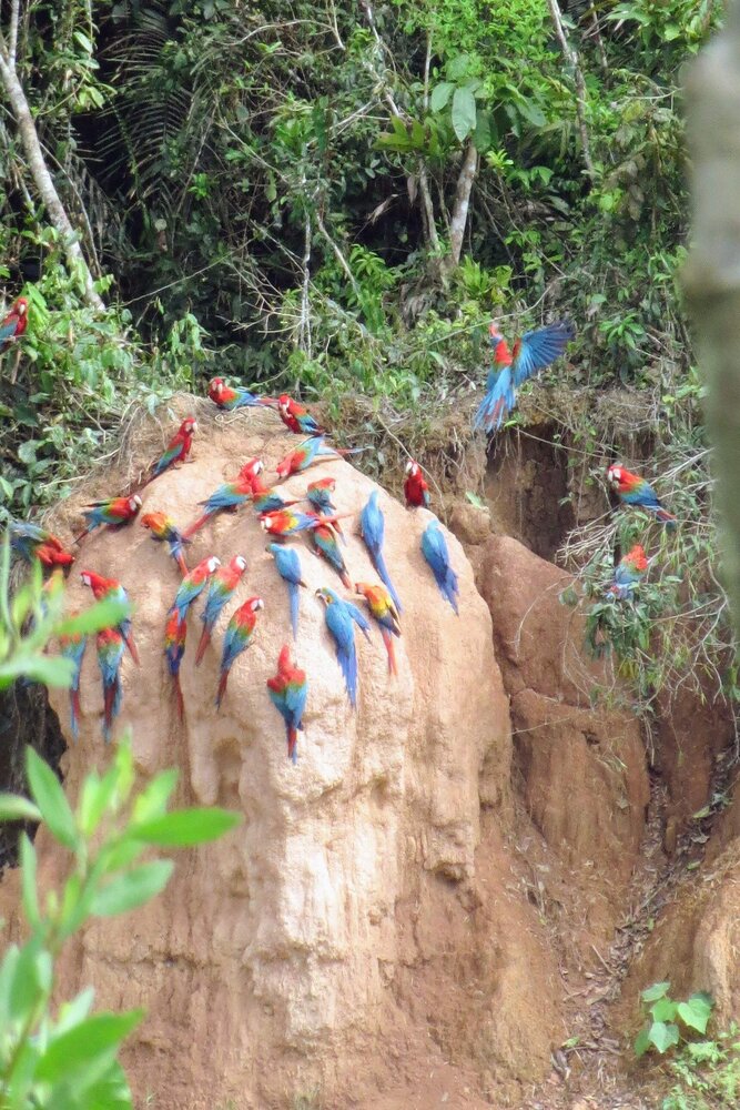 guacamayos comiendo arcilla en tambopata