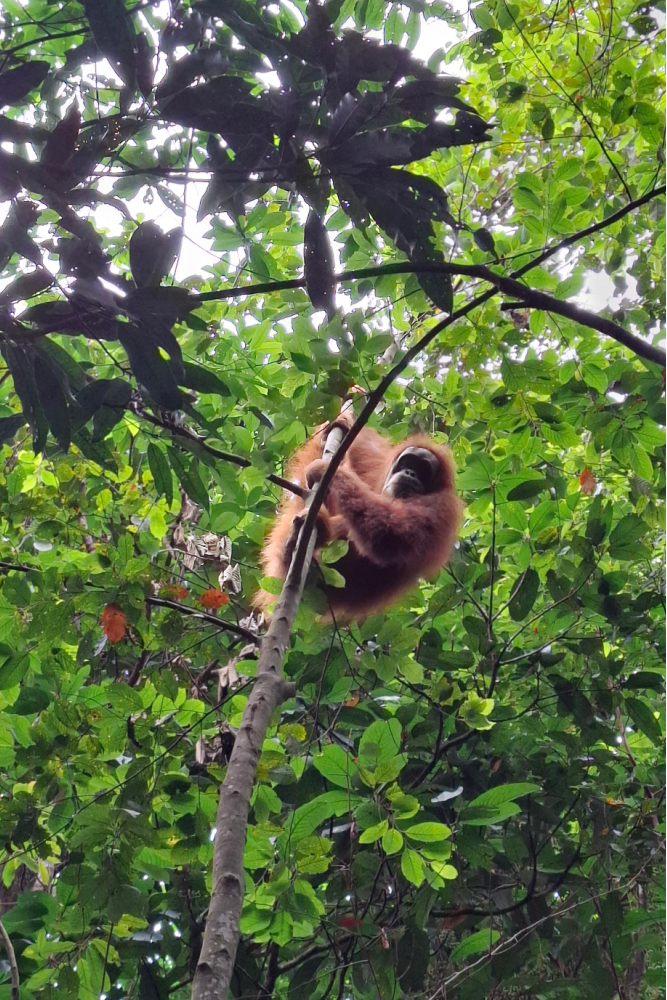 Orangutan swinging on liana in Gunung Leuser National Park