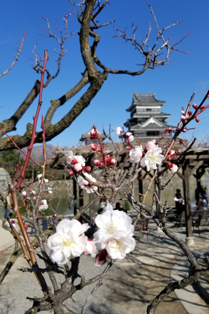  viajar en tren por japon travel by train in japan