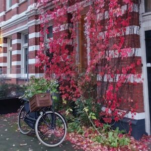 plan your visit to amsterdam with this travel tips