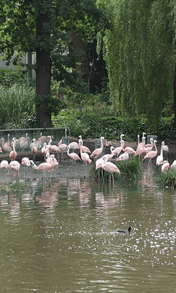 Watch the Flamingos at Artis (For Free!)