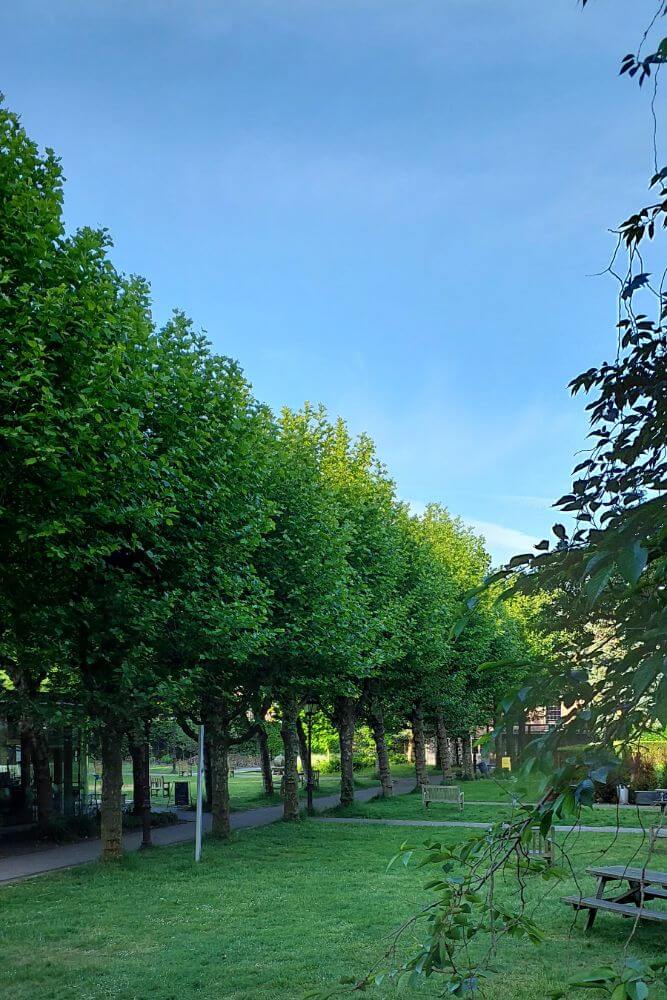 Walking Tour of the Jewish Quarter in Amsterdam: History, Synagogues, and Hidden Spots